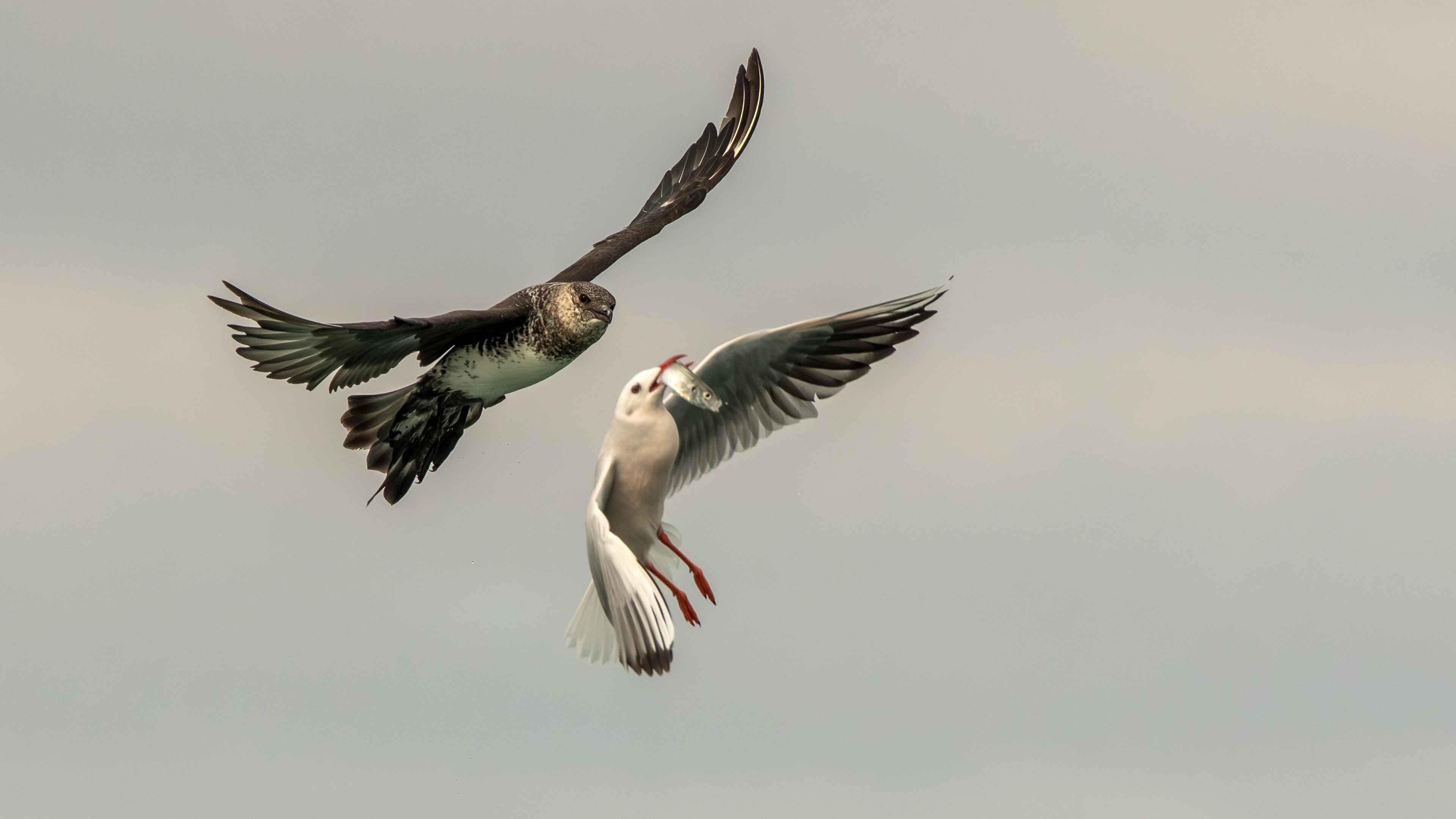 Parasitic Jaeger